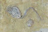 Beautiful Crinoid Plate ( species) - Crawfordsville #94338-3